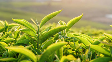 The Innate Beauty of Green Tea