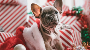 Navigating the Holiday Hustle: Strategies for Stress-Free Celebrations